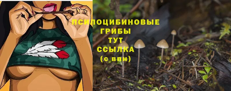 OMG сайт  продажа наркотиков  Челябинск  Галлюциногенные грибы Psilocybine cubensis 